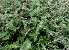 Scutellaria tomentosa