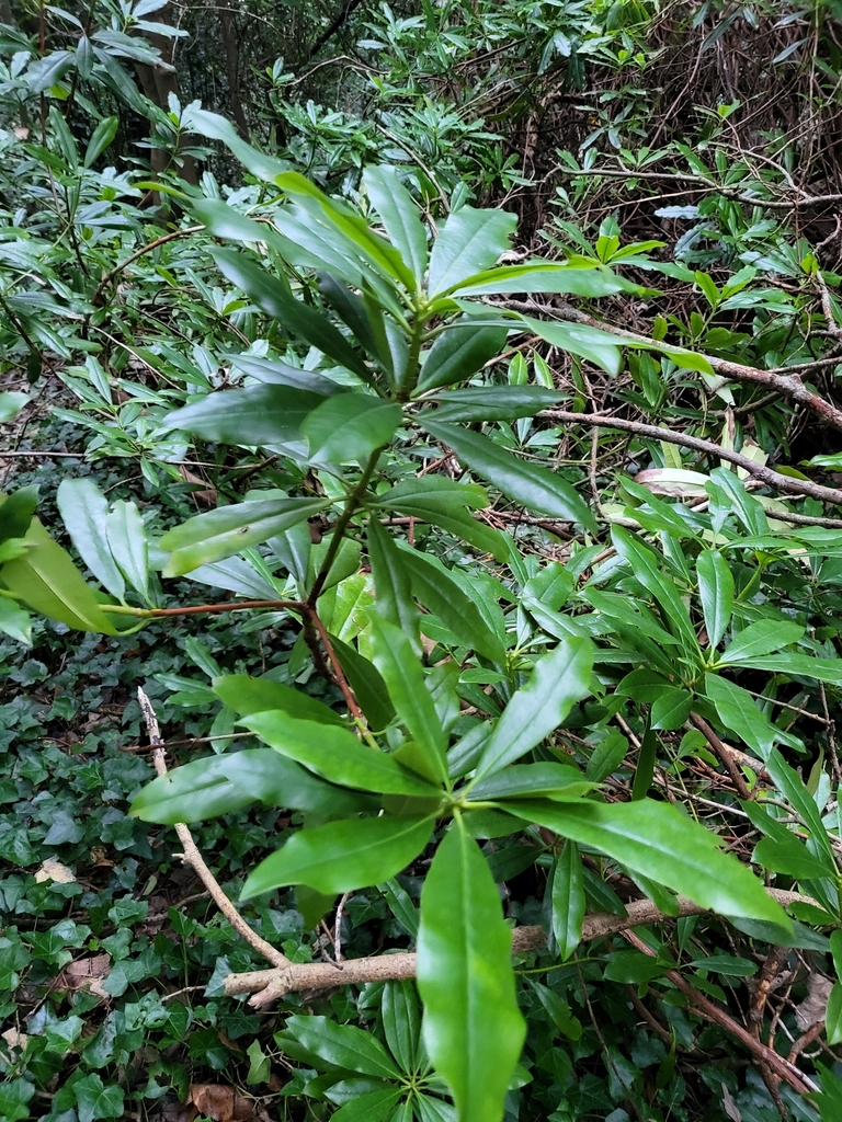 rhododendrons and azaleas from East Sussex