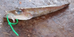 Duckbill Flathead photo 2