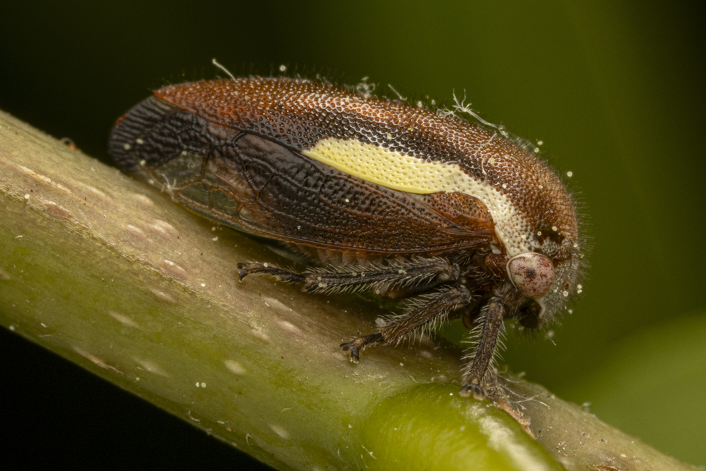 Ophiderma flavicephala