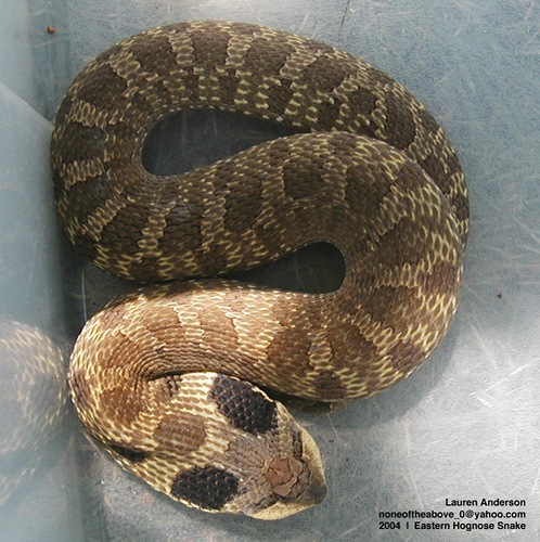 Hognose snakes are a harmless colubrid that will play dead when threatened.  Unfortunately they are endangered in some regions, such as Ontario. :  r/Awwducational