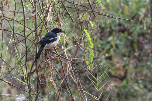 iNaturalist image
