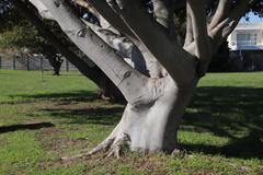 Ficus natalensis natalensis