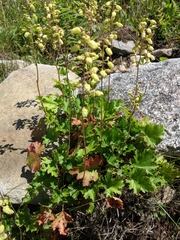 Heuchera alba
