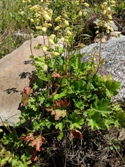 Heuchera alba