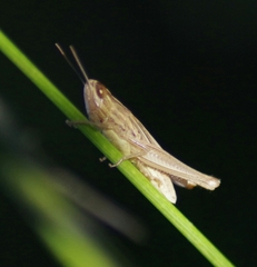Euchorthippus elegantulus