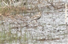 Calcarius ornatus