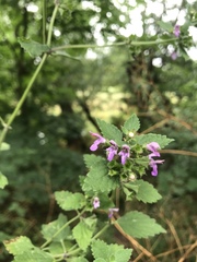 Ballota nigra
