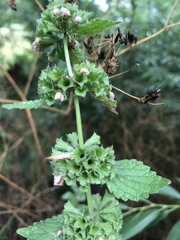 Ballota nigra