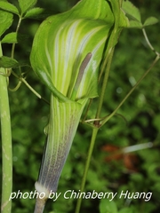 Arisaema formosanum