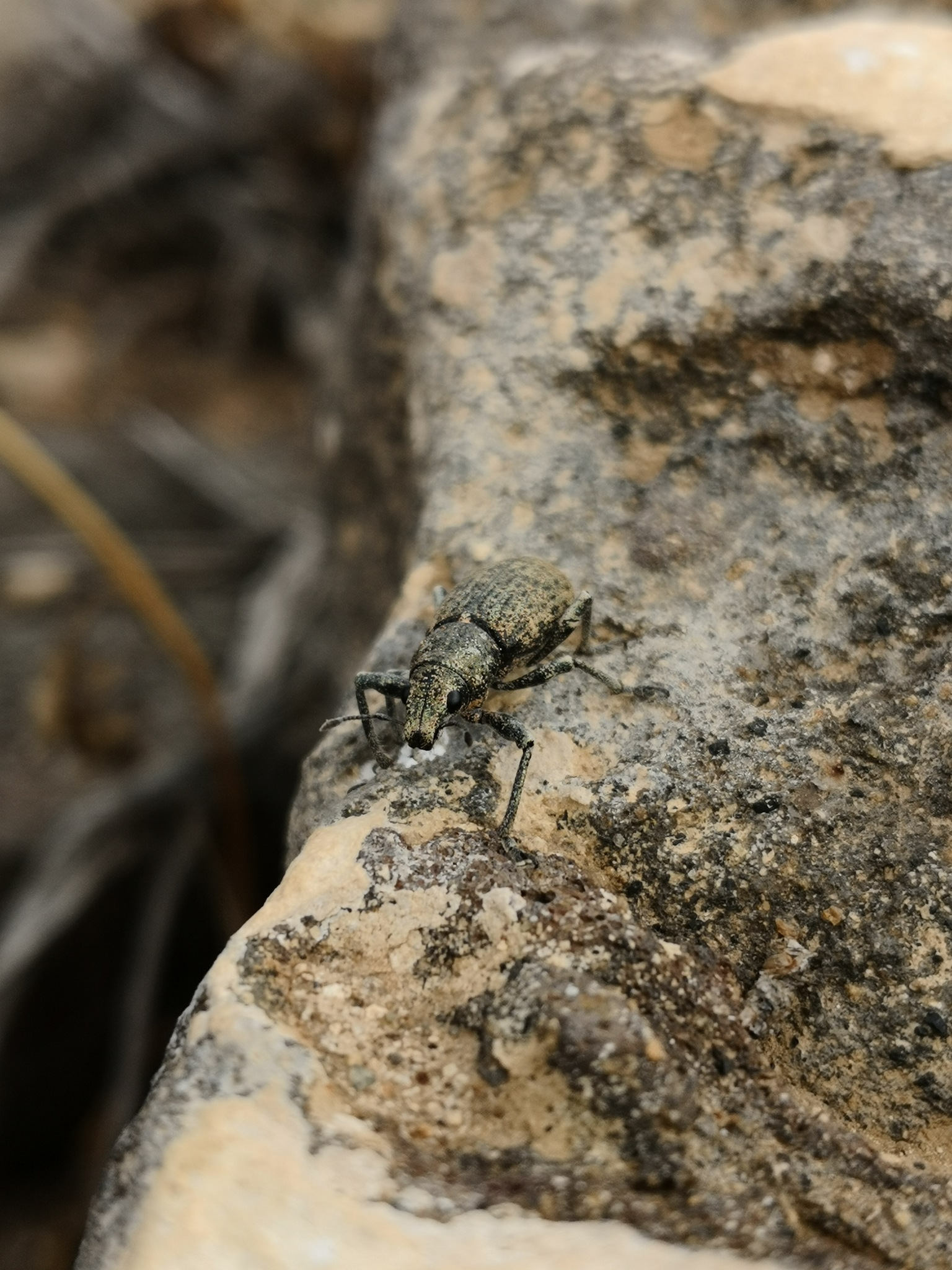 Herpisticus subvestitus