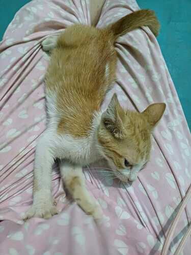 Domestic Cat