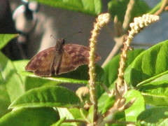 Anastrus sempiternus