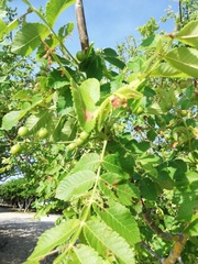 Bursera excelsa
