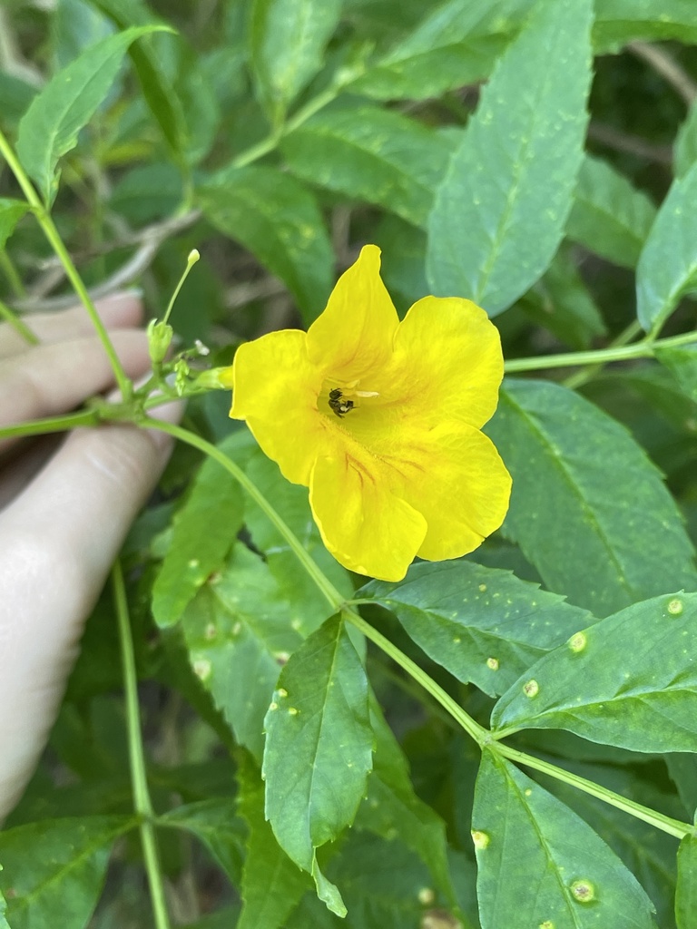 Tecoma stans, Virgin Islands National Park, Virgin Islands, 78020, VI