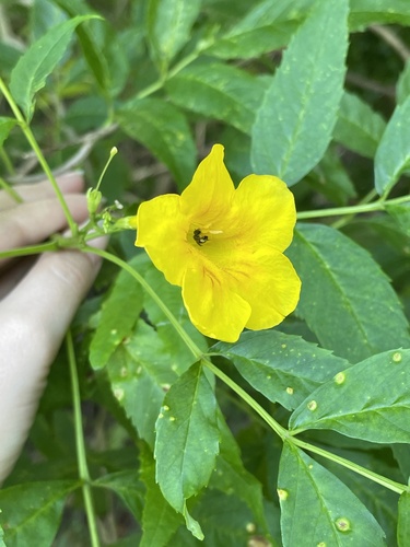 yellow trumpetbush (Tecoma stans)
