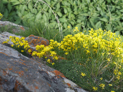 Draba bruniifolia
