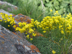 Draba bruniifolia