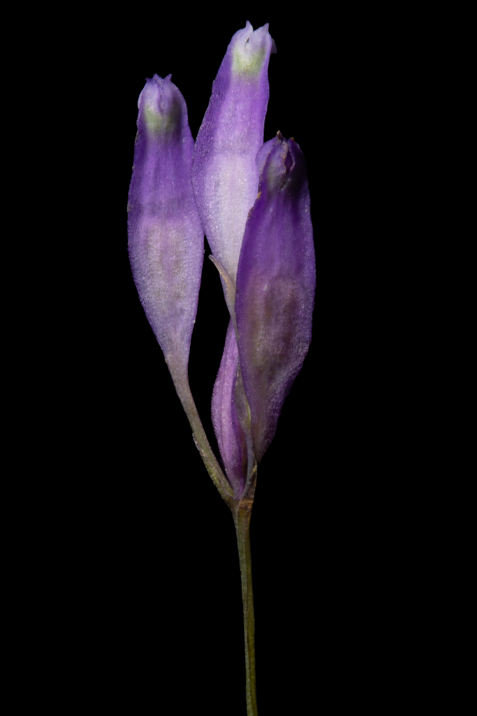 Burmannia cochinchinensis