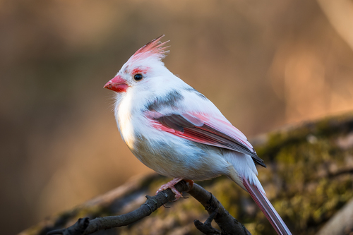 Northern Cardinal photographed in Maryland