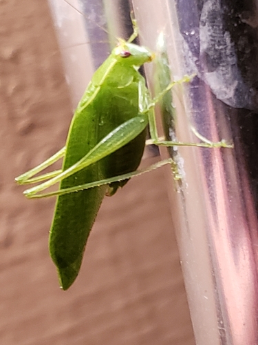 Modest Katydid photo 2