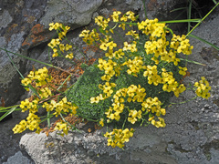 Draba bruniifolia
