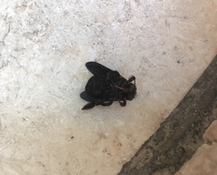 Xylocopa pubescens