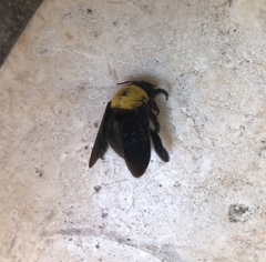 Xylocopa pubescens