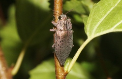 Dicerca hornii nelsoni