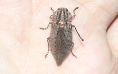 Dicerca hornii nelsoni