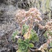 Aeonium percarneum - Photo (c) Claude Kolwelter, some rights reserved (CC BY), uploaded by Claude Kolwelter
