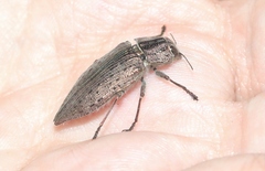 Dicerca hornii nelsoni