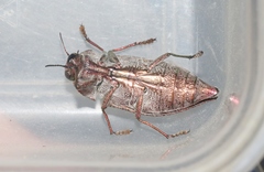 Dicerca hornii nelsoni