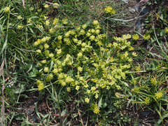Chamaesciadium acaule