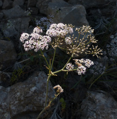 Scaligeria napiformis