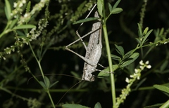 Capnobotes occidentalis