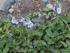 Veronica gentianoides