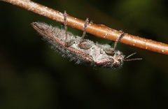 Dicerca hornii nelsoni