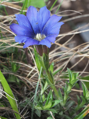 Gentiana dshimilensis