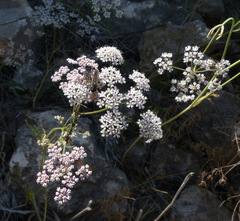 Scaligeria napiformis