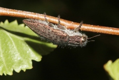 Dicerca hornii nelsoni
