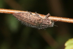 Dicerca hornii nelsoni