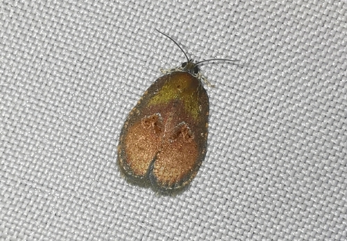 Cnesteboda celligera (Meyrick, 1918)