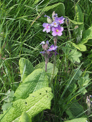 Primula amoena