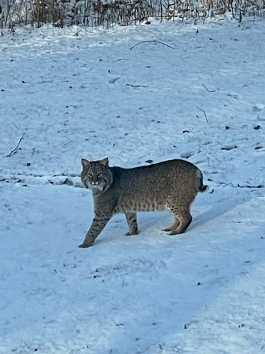 Bobcat photographed in Minnesota