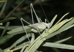 Insara elegans elegans