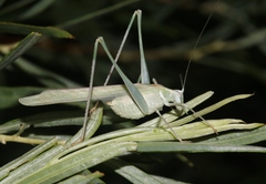 Insara elegans elegans