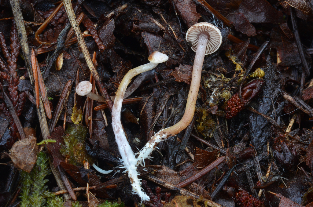 Pseudobaeospora sp. 'PNW01'