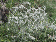 Artemisia splendens