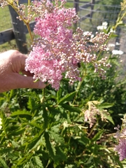 Filipendula rubra